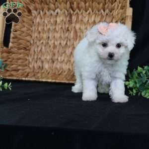 Nora (Tiny), Bichon Frise Puppy
